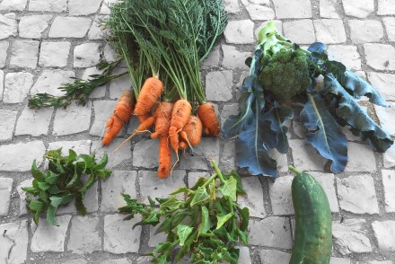 chapter fifty health organic kitchen garden Algarve